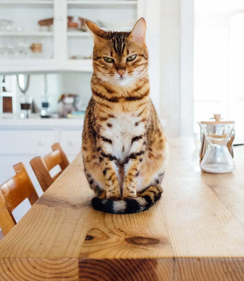 A cat sits on top of a table in a bright home 
